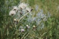 Meadow flowers sway in the wind in a summer day  plant Wheatgrass creeping Royalty Free Stock Photo