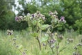 Meadow flowers sway in the wind in a summer day  plant Wheatgrass creeping Royalty Free Stock Photo