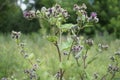 Meadow flowers sway in the wind in a summer day  plant Wheatgrass creeping Royalty Free Stock Photo