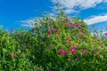 sweet pea flower