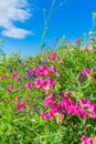 sweet pea flower