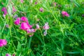 sweet pea flower