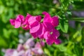 sweet pea flower