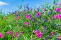 sweet pea flower