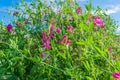 sweet pea flower