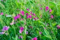 sweet pea flower