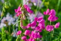 sweet pea flower