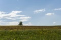 Meadow with flowers and a tree. Royalty Free Stock Photo