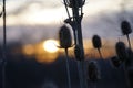 Meadow flowers up close at sunrise