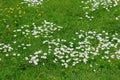 Meadow flowers. White and yellow flowers growing on field. Many small chamomiles on lawn. Wild flowers on the field Royalty Free Stock Photo