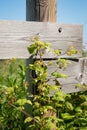 Meadow flowers, wild raspberry and green grass near wooden fence with blurred background. Countryside summer and spring nature Royalty Free Stock Photo