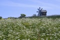 Meadow flowers and a windmill and a church on the horizon on Kizhi Island in Karelia