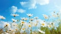 Meadow flowers, yellow white daisies, blue sky clouds background