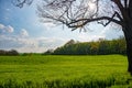 Meadow Forest and Sunshine Royalty Free Stock Photo