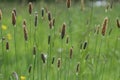 Meadow Foxtail Royalty Free Stock Photo