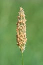 Meadow foxtail alopecurus pratensis Royalty Free Stock Photo