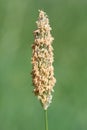 Meadow foxtail alopecurus pratensis Royalty Free Stock Photo