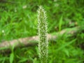 Meadow Foxtail (Alopecurus pratensis) Royalty Free Stock Photo