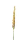 Meadow foxtail (Alopecurus pratensis) Royalty Free Stock Photo