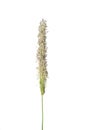 Meadow foxtail (Alopecurus pratensis) Royalty Free Stock Photo