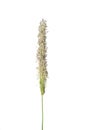 Meadow foxtail (Alopecurus pratensis) Royalty Free Stock Photo