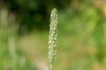 Meadow foxtail alopecurus pratensis Royalty Free Stock Photo