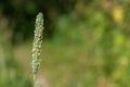 Meadow foxtail alopecurus pratensis Royalty Free Stock Photo