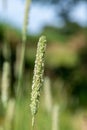 Meadow foxtail alopecurus pratensis Royalty Free Stock Photo