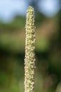 Meadow foxtail alopecurus pratensis Royalty Free Stock Photo