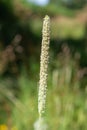 Meadow foxtail alopecurus pratensis Royalty Free Stock Photo
