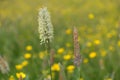 Meadow foxtail - close-up