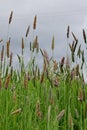 Meadow Foxtail Grass - Alopecurus pratensis, Norfolk, England, UK Royalty Free Stock Photo