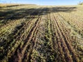 Freshly mowed rows of grass