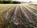 Freshly mowed rows of grass