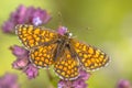 Meadow fritillary butterfly Royalty Free Stock Photo