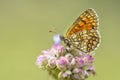 Meadow fritillary butterfly Royalty Free Stock Photo
