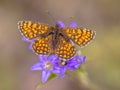 Meadow fritillary butterfly Royalty Free Stock Photo