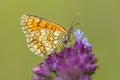 Meadow fritillary butterfly Royalty Free Stock Photo