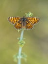 Meadow fritillary butterfly Royalty Free Stock Photo