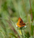 Meadow Fritillary on Flower Royalty Free Stock Photo