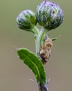 Meadow froghopper on Creeping Thistle in field Royalty Free Stock Photo