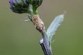 Meadow froghopper on Creeping Thistle in field Royalty Free Stock Photo