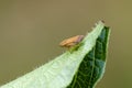 Meadow froghopper on leaf Royalty Free Stock Photo