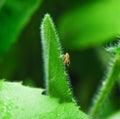 The meadow froghopper or meadow spittlebug Philaenus spumarius Royalty Free Stock Photo