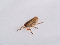 Meadow froghopper or spittlebug aka Philaenus spumarius with red tick or mite attached. Royalty Free Stock Photo