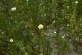 Meadow full of Anthemis arvensis plants in bloom Royalty Free Stock Photo