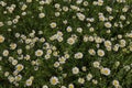 Meadow full of Anthemis arvensis plants in bloom