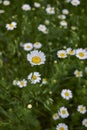 Meadow full of Anthemis arvensis plants in bloom Royalty Free Stock Photo