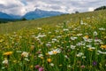 meadow full of beautiful mountain flowers in the background of the High Tatras mountains. Royalty Free Stock Photo