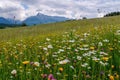 Meadow full of beautiful mountain flowers in the background of the High Tatras mountains. Royalty Free Stock Photo